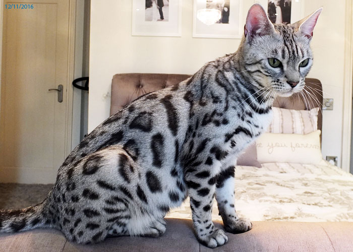 Silver spotted Bengal Sittingpretty Baby Love