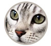 Silver spotted Bengal Queen
