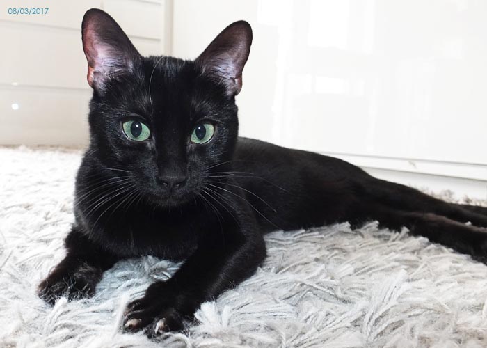Black Bengal Andina Black Cherry Of Sittingpretty