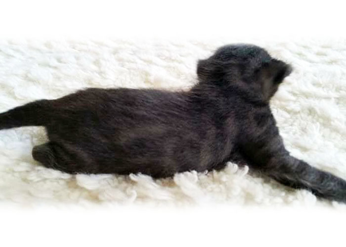 Black Bengal Andina Black Cherry Of Sittingpretty