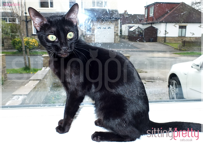 Black Bengal female