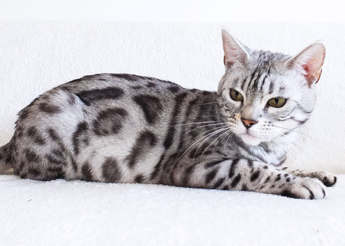 Silver spotted Bengal Sittingpretty Baby Love