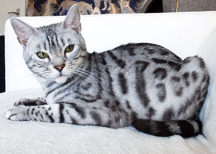 Silver spotted Bengal Sittingpretty Baby Love