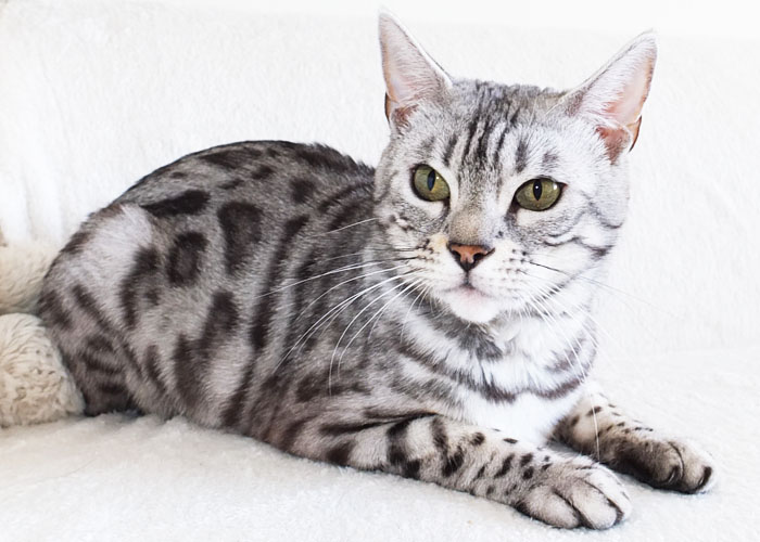 Silver spotted Bengal Sittingpretty Baby Love