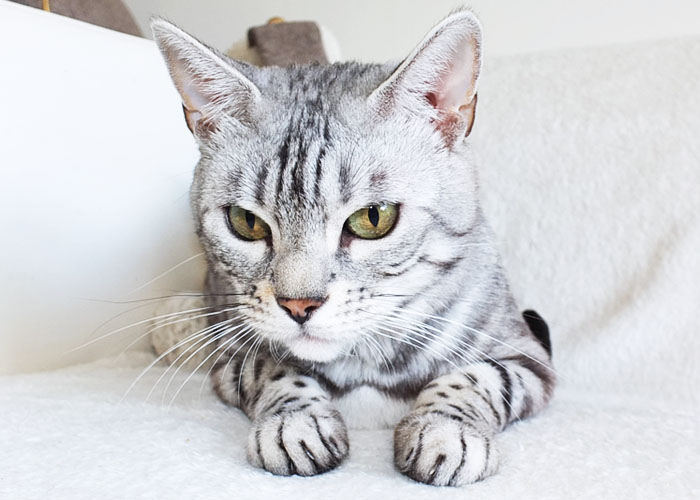 Silver spotted Bengal Sittingpretty Baby Love