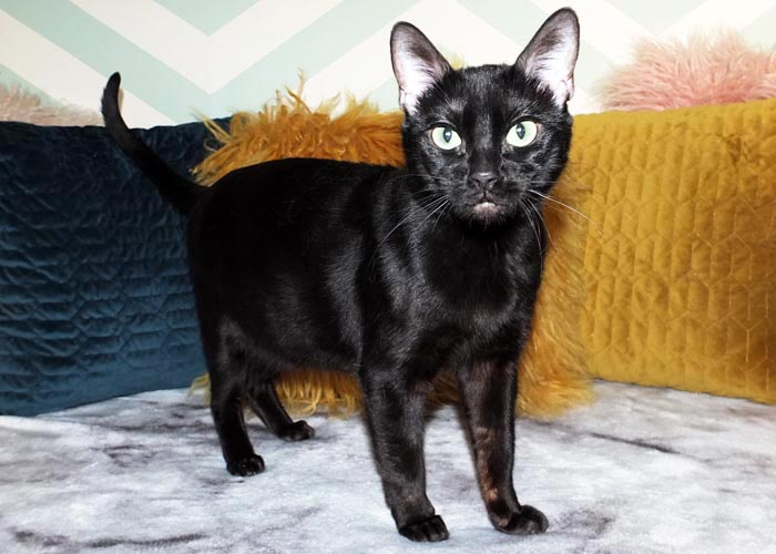Black Bengal Andina Black Cherry Of Sittingpretty