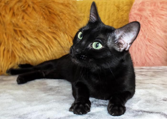 Black Bengal Andina Black Cherry Of Sittingpretty