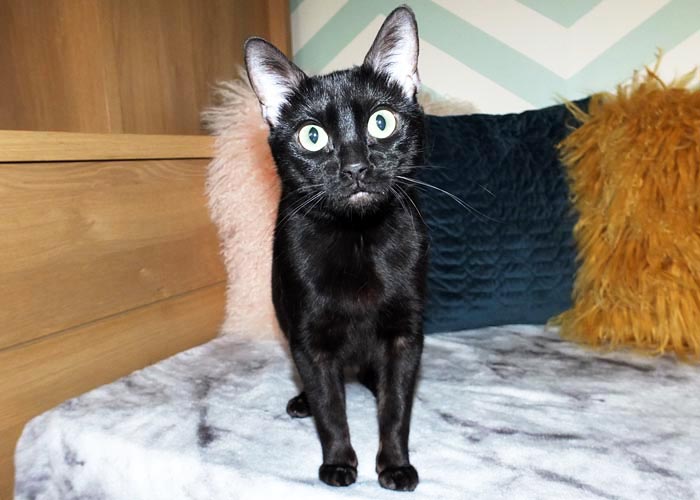 Black Bengal Andina Black Cherry Of Sittingpretty