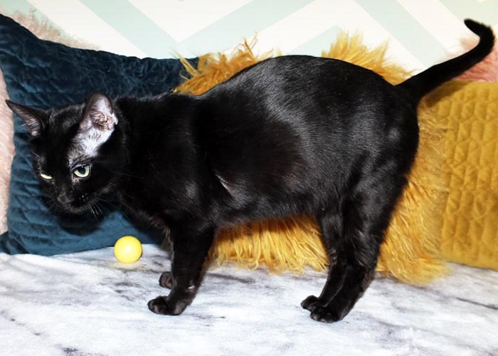 Black Bengal Andina Black Cherry Of Sittingpretty