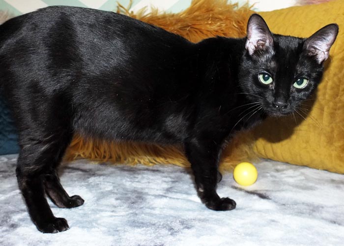 Black Bengal Andina Black Cherry Of Sittingpretty