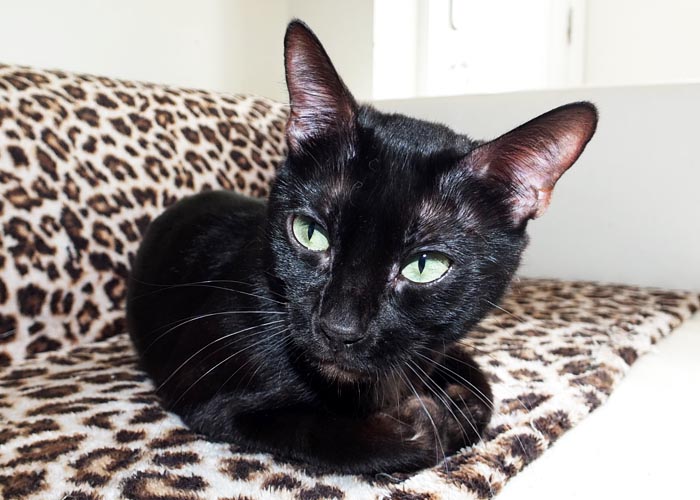 Black Bengal Andina Black Cherry Of Sittingpretty