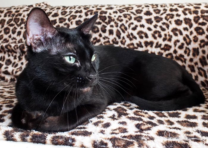 Black Bengal Andina Black Cherry Of Sittingpretty