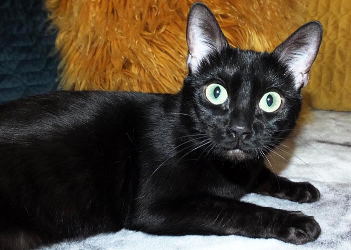Black Bengal Andina Black Cherry Of Sittingpretty
