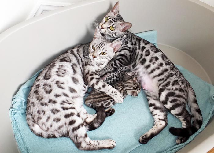 Silver spotted Bengal Sittingpretty Baby Love