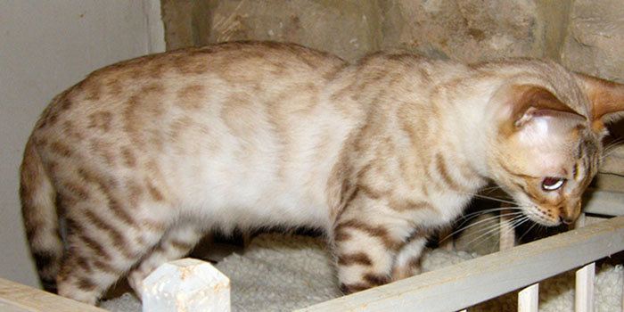Seal Lynx rosetted Bengal Queen