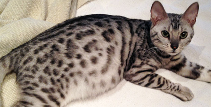 F5 SBT Silver spotted Bengal Queen