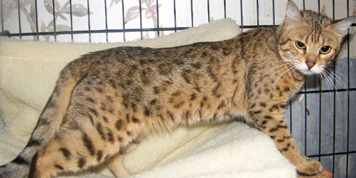 F5 SBT Brown spotted Bengal Queen