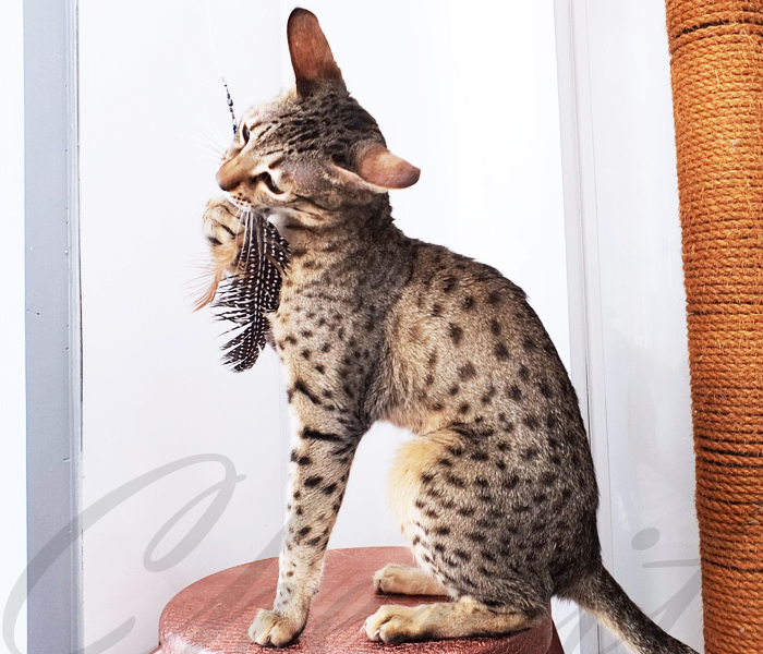 F6 SBT Brown spotted Savannah Sittingpretty Chewit