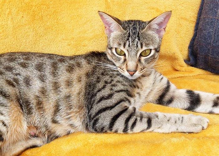 F5 SBT Savannah girl Zeta