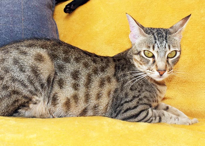 F5 SBT Savannah girl Zeta