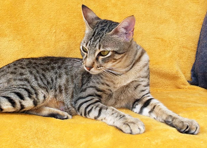 F5 SBT Savannah girl Zeta