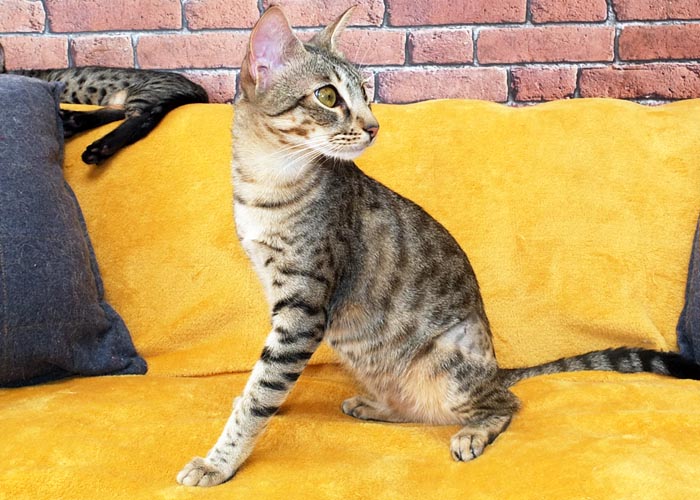 F5 SBT Savannah girl Zeta