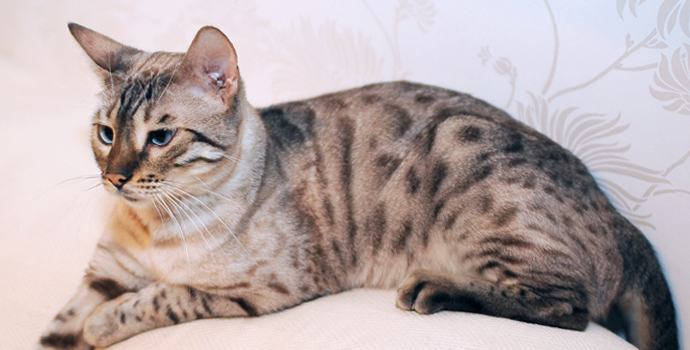 Ex Sittingpretty Bengal breeding queen