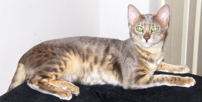 Ex Sittingpretty Bengal breeding queen