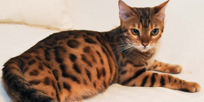 Ex Sittingpretty Bengal breeding queen