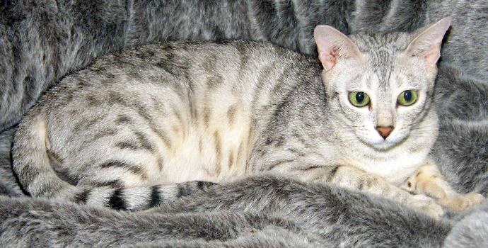 Ex Sittingpretty Bengal breeding queen