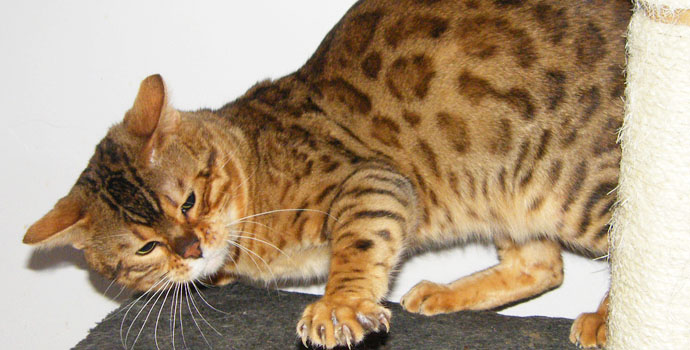 Ex Sittingpretty Bengal stud
