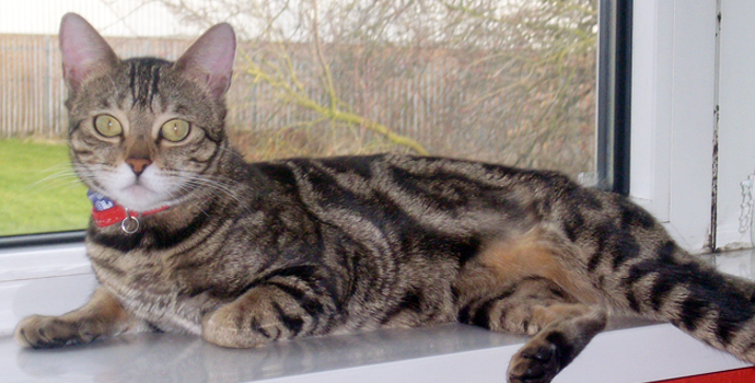 Ex Sittingpretty Bengal breeding queen