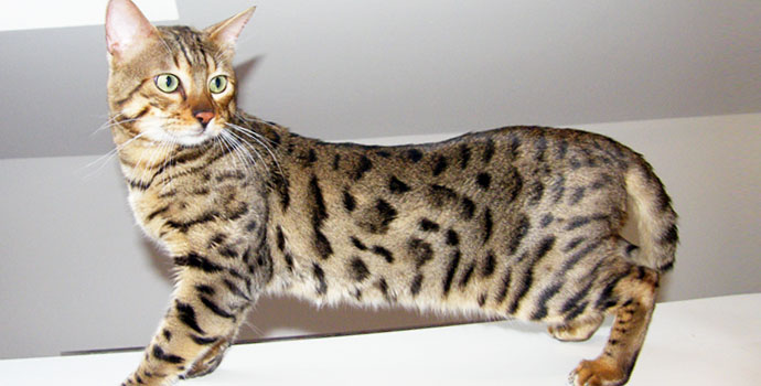 Brown spotted Bengal stud