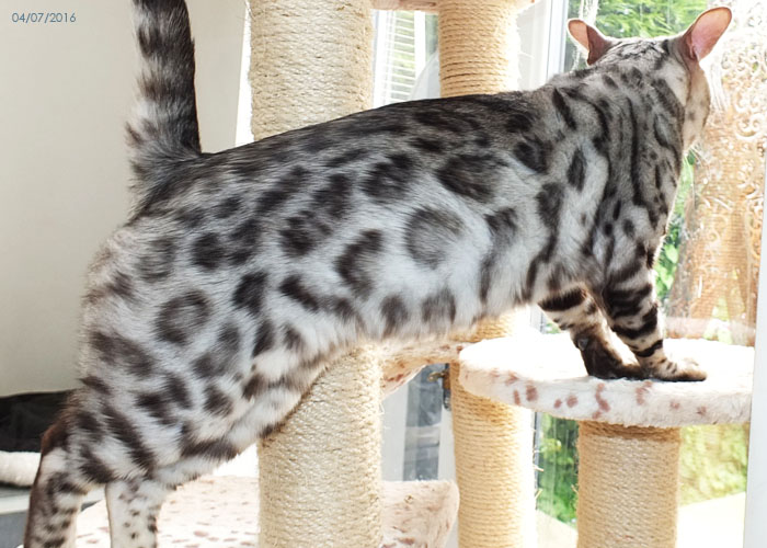 Silver spotted Bengal boy