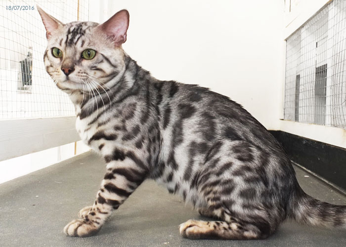 Silver spotted Bengal boy