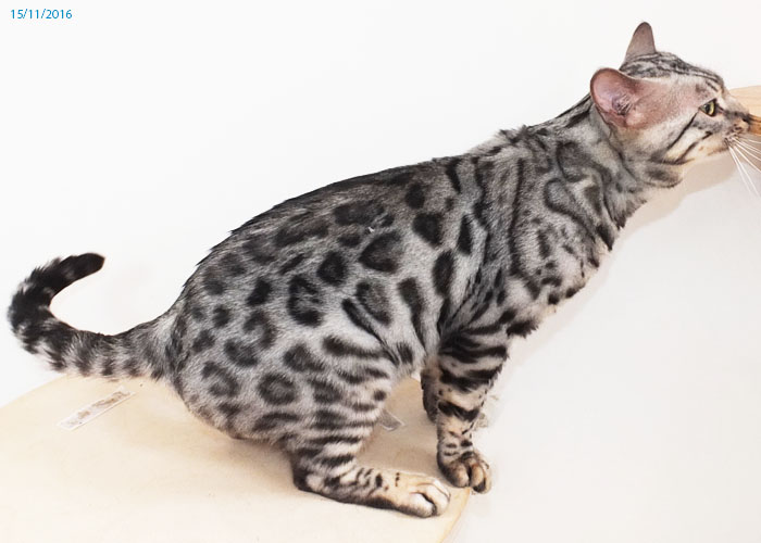 Silver spotted Bengal boy