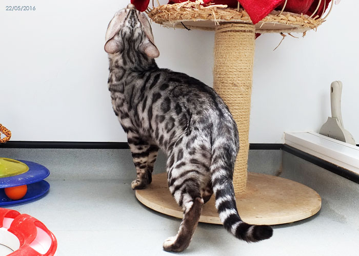 Silver spotted Bengal boy