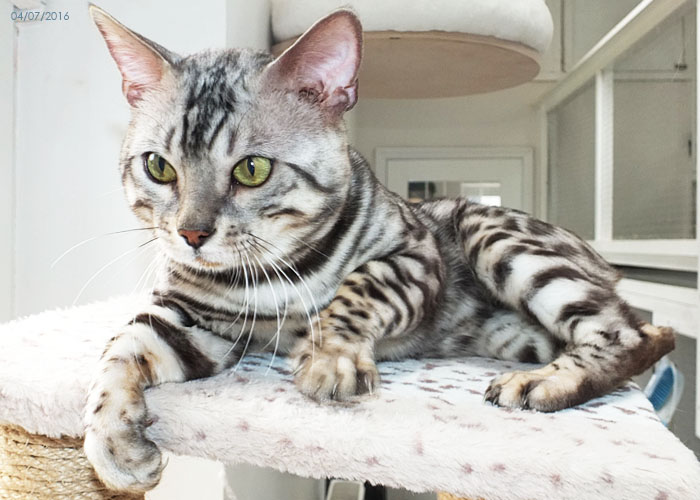 Silver spotted Bengal boy