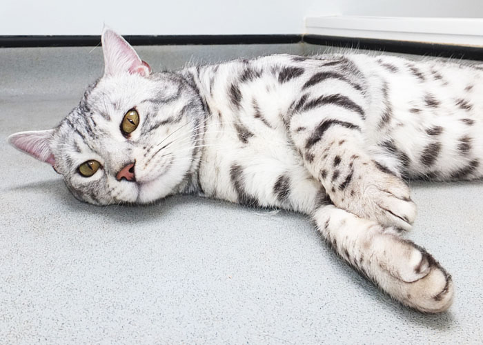 Silver spotted Bengal Sittingpretty Magnum Opus