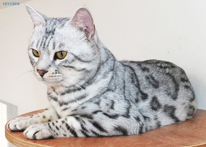 Silver spotted Bengal Sittingpretty Magnum Opus