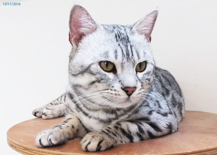 Silver spotted Bengal Sittingpretty Magnum Opus