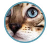 Seal Spotted Lynx Bengal boy