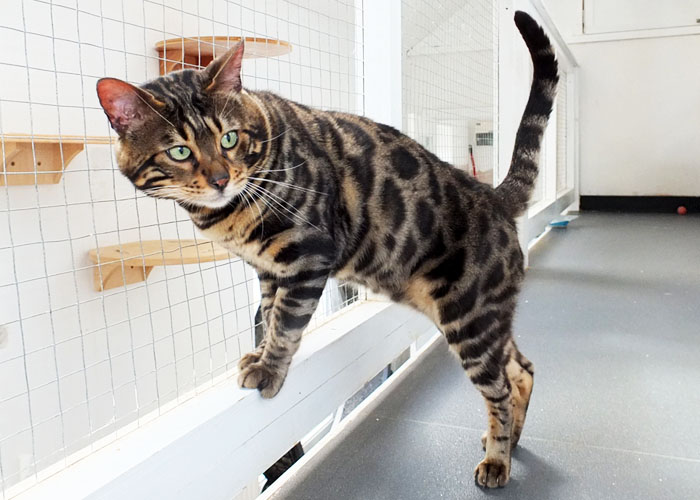 Brown spotted Bengal Sittingpretty Monty Python