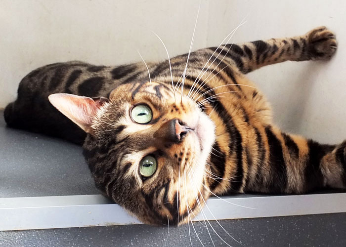 Brown spotted Bengal Sittingpretty Monty Python