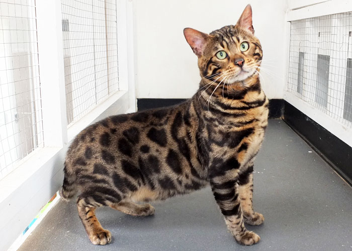 Brown spotted Bengal Sittingpretty Monty Python