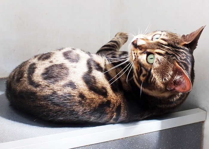 Brown spotted Bengal Sittingpretty Monty Python