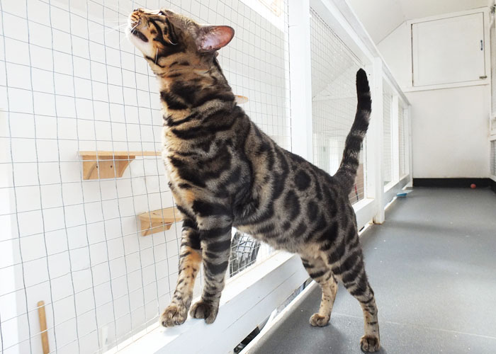 Brown spotted Bengal Sittingpretty Monty Python