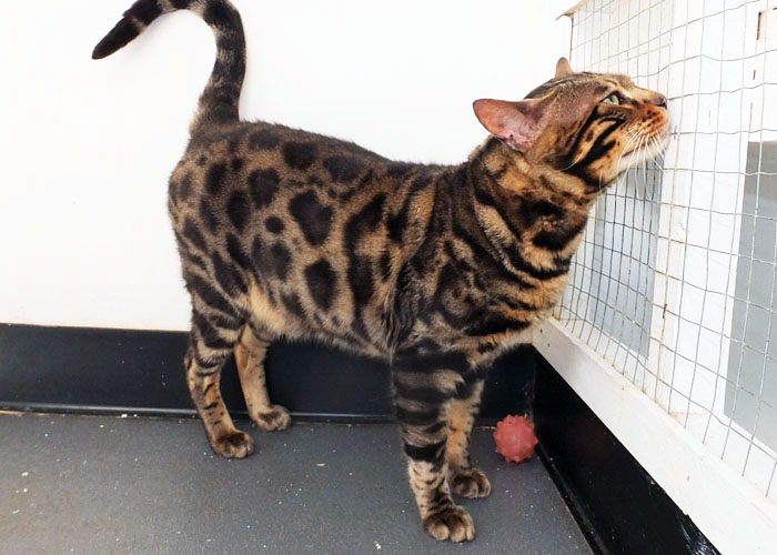 Brown spotted Bengal Sittingpretty Monty Python