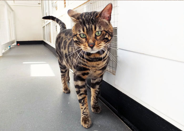 Brown spotted Bengal Sittingpretty Monty Python