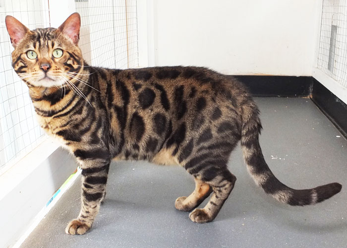 Brown spotted Bengal Sittingpretty Monty Python